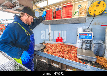 La pesca commerciale barca Nordic Rand off Isola di Vancouver, BC, Canada, la pesca di gamberetti (come i gamberi ma più grande). Gamberi di imballaggio in scatole per la vendita. Foto Stock