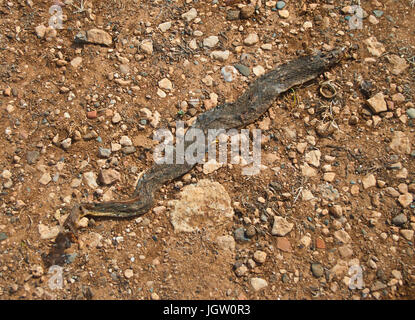 Morto il corpo di serpente sulla strada sterrata sulla penisola di Akamas, Cipro Foto Stock