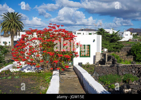 Grosser weihnachtsstern-Busch, roter weihnachtsstern (Euphorbia pulcherrima), fiore di Natale, stella di Natale, uga, Lanzarote, Isole canarie, Spagna Foto Stock