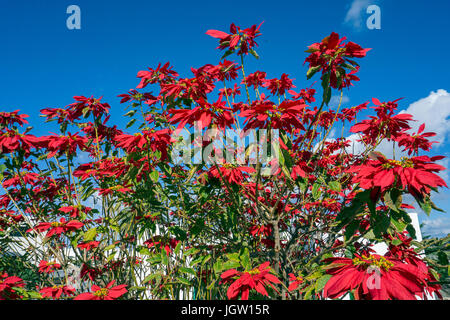 Grosser weihnachtsstern-Busch, roter weihnachtsstern (Euphorbia pulcherrima), fiore di Natale, stella di Natale, uga, Lanzarote, Isole canarie, Spagna Foto Stock