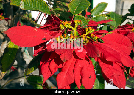 Weihnachtsstern, roter weihnachtsstern (Euphorbia pulcherrima), fiore di Natale, stella di Natale, uga, Lanzarote, Isole canarie, Spagna Foto Stock