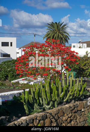 Grosser weihnachtsstern-Busch, roter weihnachtsstern (Euphorbia pulcherrima), fiore di Natale, stella di Natale, uga, Lanzarote, Isole canarie, Spagna Foto Stock