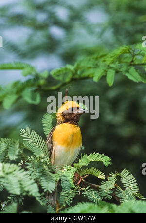 Baya Weaver,(Ploceus philippinus),di Keoladeo Ghana National Park, Bharatpur Rajasthan, India Foto Stock