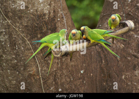 Ave, parrocchetto, Cabeceira do Prata Farm, Rio da Prata, Bonito, Mato Grosso do Sul, Brasile Foto Stock