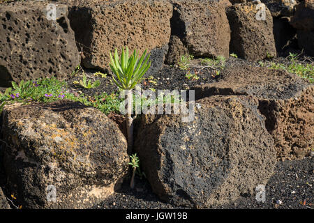 Giovani tiny canarian dragon tree (Dracaena draco) crescente tra una scala fatta di pietre di lava, Uga, Lanzarote, Isole canarie, Spagna, Europa Foto Stock