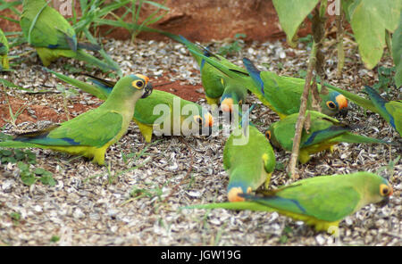 Ave, parrocchetto, Cabeceira do Prata Farm, Rio da Prata, Bonito, Mato Grosso do Sul, Brasile Foto Stock