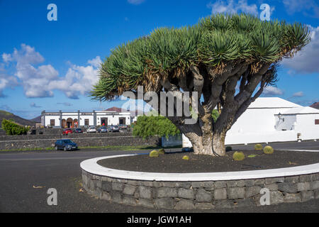 Canaria di dragon tree (Dracaena draco) a Bodega Rubicone, vigneto presso La Geria, Lanzarote, Isole canarie, Spagna, Europa Foto Stock