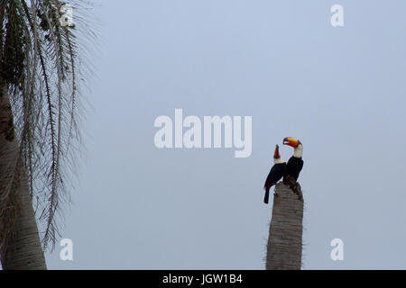 Tucani nel tronco di albero, Bonito, Mato Grosso do Sul, Brasile Foto Stock