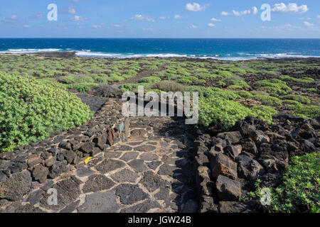 Tabaiba (Euphorbia balsamifera) vegetazione costiera a Jameos del aqua, a nord dell'isola di Lanzarote, Isole canarie, Spagna, Europa Foto Stock