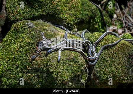 Red facciate serpenti giarrettiera emergente dal svernamento den, Narcisse, Manitoba, Canada. Foto Stock