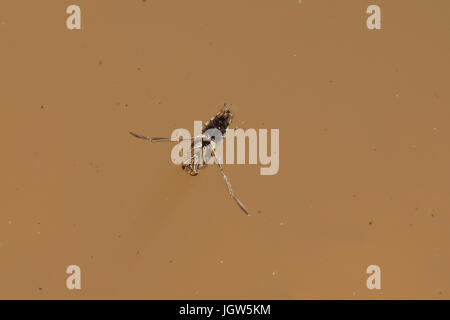 Comune (Backswimmer Notonecta glauca) Foto Stock