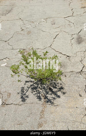 Pianta cresce attraverso incrinato asfalto raffigurante il trionfo della natura Foto Stock