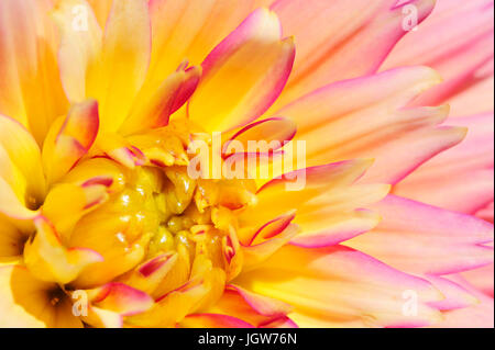 Close-up del tramonto in Fiore Dahlia. Foto Stock