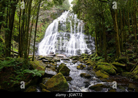 Nelson cade nel Franklin-Gordon Wild Rivers National Park in western Tasmania, Australia Foto Stock