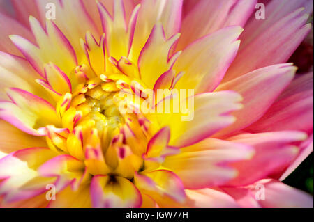 Close-up del tramonto in Fiore Dahlia. Foto Stock