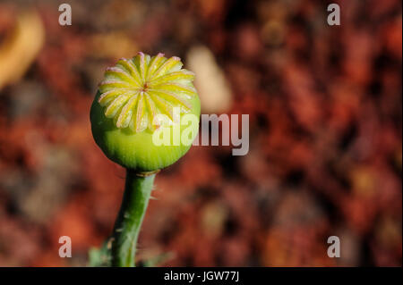 Pod di semi di papavero turco. Foto Stock