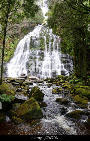 Nelson cade nel Franklin-Gordon Wild Rivers National Park in western Tasmania, Australia Foto Stock