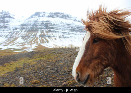 Islandese selvatico cavallo in Western Islanda Foto Stock