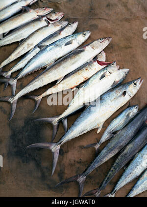 La mattina della cattura di Kingfish a francesi Beach. Santa Elisabetta parrocchia, Giamaica. Indie Occidentali. Foto Stock