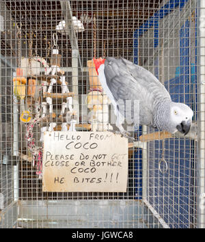 Un pappagallo grigio africano è felice di accogliere e intrattenere i clienti al di fuori dei suoi proprietari tarverna in Loutro, Creta, Grecia. Foto Stock
