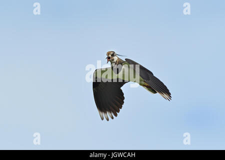 Pavoncella in volo;vanellus vanellus;sud uist;Scozia Foto Stock