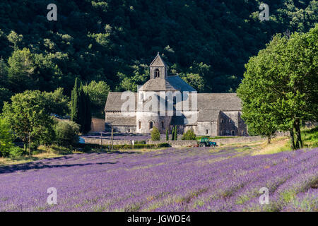 Abbaye de Sénanque, Gordes, Vaucluse Francia 84 Foto Stock