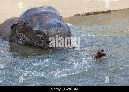 Elefante asiatico (Elephas maximus) la balneazione. Foto Stock