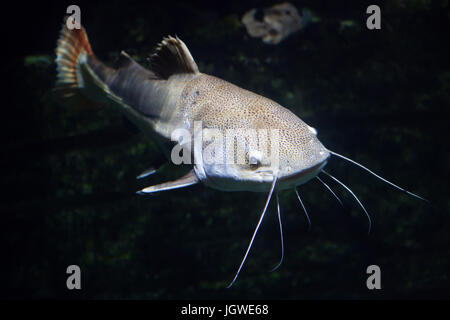 Redtail catfish (Phractocephalus hemioliopterus). Pesci di acqua dolce. Foto Stock