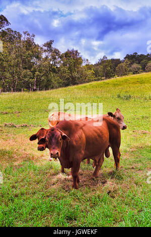 Marrone tori angus su un verde agricoltura erbosi pendii di pascolo libero crescente gamma di carni bovine di Barrington Tops cobark area su una soleggiata giornata estiva. Foto Stock