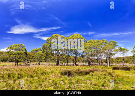 Grassy verde pianura oltre Polblue paludi alte montagne plato area in Barrington Tops coperti da erba verde e sempreverdi alberi di gomma in una giornata di sole. Foto Stock