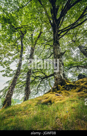 Tre alberi in prossimità della strada a Armadale. Isola di Skye. Scozia Foto Stock