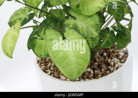 Syngonium podophyllum o noto come impianto Goosefoot, Arrowhead Vine/impianto, Nephthytis, cinque dita, Africana/American Evergreen Foto Stock