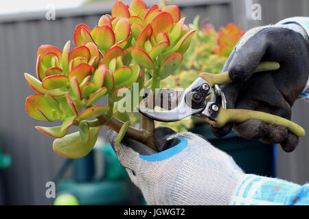 La potatura Crassula ovata o noto anche come impianto di giada Foto Stock