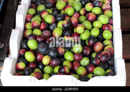 Appena raccolta olive Foto Stock