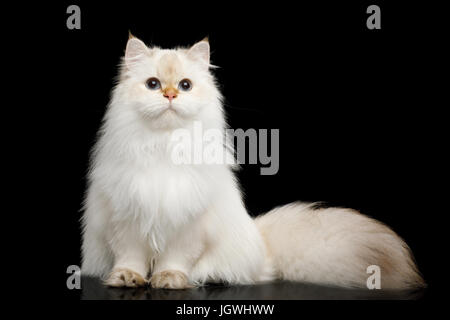 Un peloso Britannico gatto colore bianco isolato su sfondo nero Foto Stock