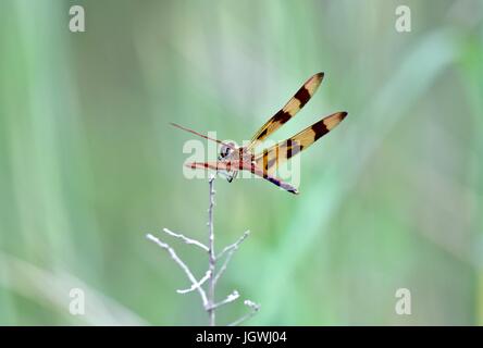 Dipinto di skimmer dragonfly (libellula semifasciata) Foto Stock