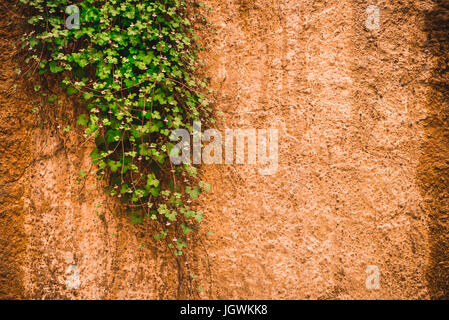 Il Curling pianta verde con lunghi steli su un lato avvolge un muro di mattoni di terracotta colorazione.Spazio copia.foglia verde e il concetto di sfondo, bella g Foto Stock