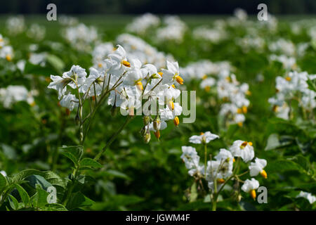 Campo della fioritura delle piante di patata Foto Stock