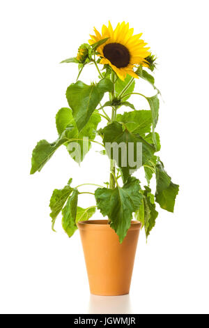 Girasole in vaso isolato su sfondo bianco Foto Stock