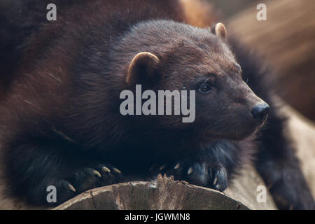 Wolverine (Gulo gulo), noto anche come il goloso. Foto Stock