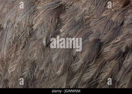 Maggiore rhea (Rhea americana), noto anche come il comune rhea. Piumaggio texture. Foto Stock