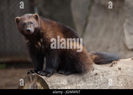 Wolverine (Gulo gulo), noto anche come il goloso. Foto Stock