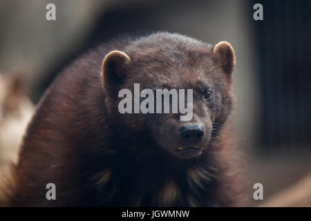 Wolverine (Gulo gulo), noto anche come il goloso. Foto Stock