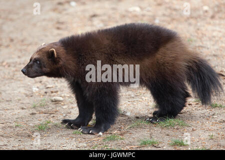 Wolverine (Gulo gulo), noto anche come il goloso. Foto Stock