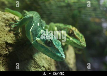 Knight anole (Anolis equestris), noto anche come il cubano knight anole. Foto Stock