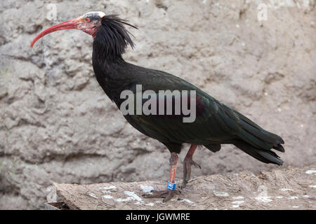 Northern calvo Ibis (Geronticus eremita), noto anche come eremita ibis. Foto Stock