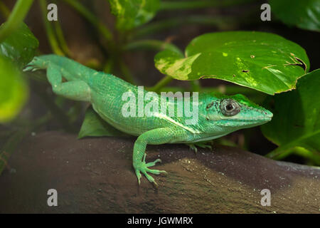 Knight anole (Anolis equestris), noto anche come il cubano knight anole. Foto Stock