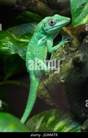 Knight anole (Anolis equestris), noto anche come il cubano knight anole. Foto Stock