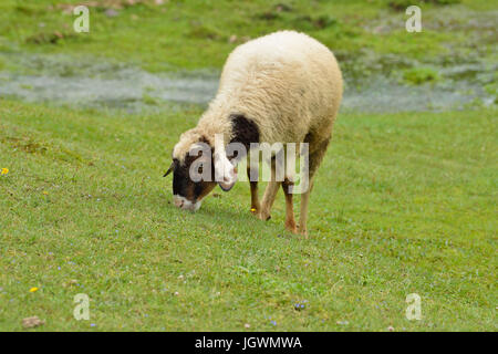 Il pascolo ovino fresco verde erba in colline himalayane Foto Stock