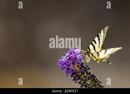 Coda di rondine farfalla sulla buddliea Foto Stock